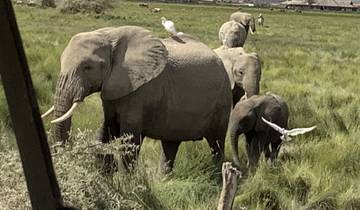 Family of elephants walking with birds at their backs.