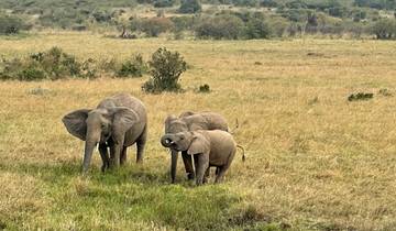 Family of elephants grazing in the savannah.
