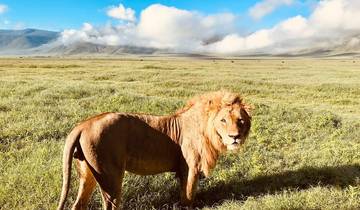 Majestic lion standing in a vast green savannah with mountains in the distance.