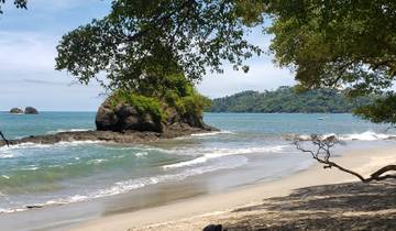 Sandy beach with ocean waves and tropical trees.