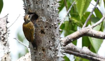 Woodpecker on a tree trunk with lush greenery in the background.