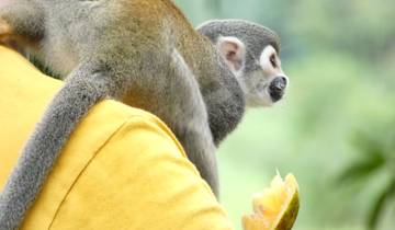 Monkey sitting on a person's shoulder enjoying an orange.
