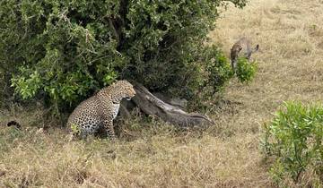 Two leopards sitting by a bush in the savannah.