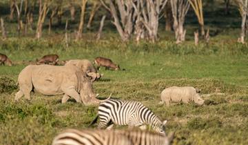 Rhino with a calf and zebra grazing.