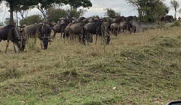 A herd of wildebeest grazing in a field.