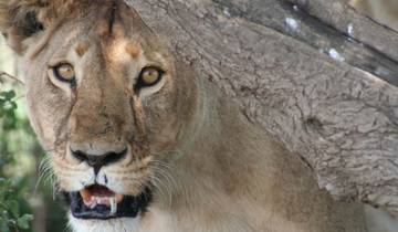 Close-up of a lioness under a tree