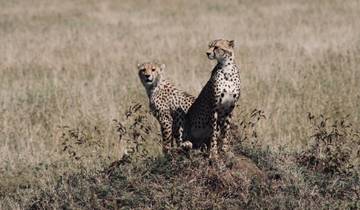 Two cheetahs sitting on a small mound in the savannah.