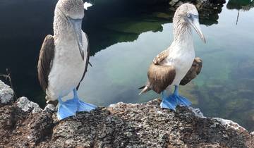 Two blue-footed boobies standing on a rock.
