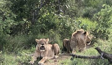Two lions resting in a grassy area.