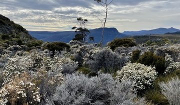 Scenic view of flowering landscape with mountains in background.