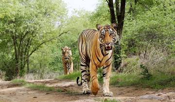 A Bengal tiger walking along a path in a forest.
