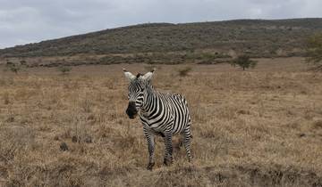 A zebra standing in a dry field.
