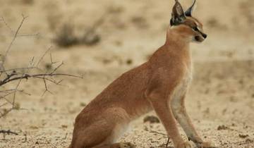 A caracal standing alert in a desert landscape.