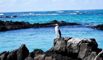 Bird perched on a rock by the sea.