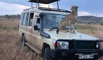 Cheetah sitting on the hood of a safari vehicle.