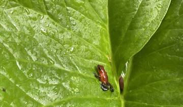 Small colorful frog on a large leaf with water droplets.