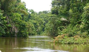 River running through dense green forest
