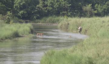 River view with tiger and water buffalo on the banks.