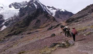 Hiker with mule on a mountain trail with snowy peaks.