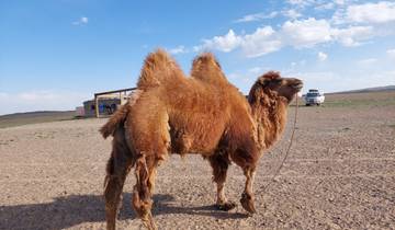 A camel standing in a desert landscape with clear sky.