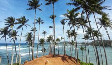 Palm trees by a coastal cliff with scenic sea view.