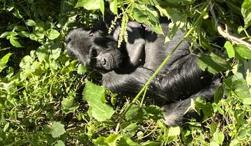 Gorilla lying amidst green foliage.