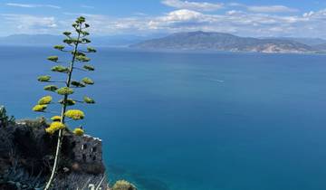Tall flowering plant with an expansive view of the ocean and mountains.