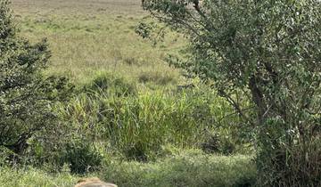Lions resting in grassy area near trees.