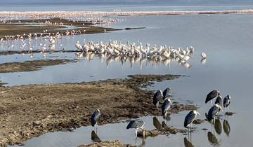 Birds wading in water with distant flamingos.