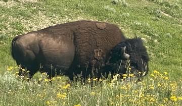 A large bison grazing in a field.