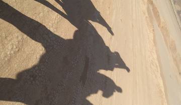 Silhouetted shadows of camels and riders on sand.
