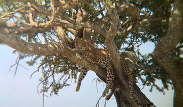 Leopard resting on tree branches.