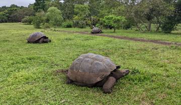 Three giant tortoises on a grassy field.