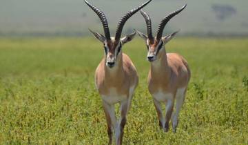 Two antelopes on a green savannah landscape.