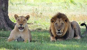 Lions resting under a tree in a grassland.