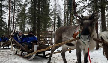 Reindeer pulling a sled through snowy forest.