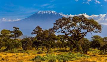 Landscape with acacia trees and Mount Kilimanjaro in the background.