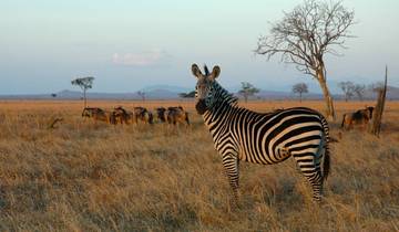 A zebra in a savannah landscape with wildebeests in the background.