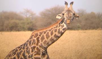 Giraffe on a grassy plain with trees in the background.
