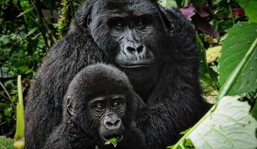Mother gorilla with her baby in a forest setting.