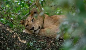 A lion lying on a tree branch surrounded by greenery.