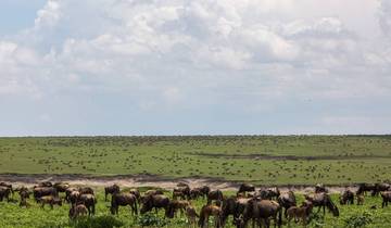 A group of wildebeests grazing on a vast grassy plain under a cloudy sky.