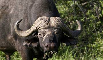Close-up of a buffalo with large horns in a grassy area.
