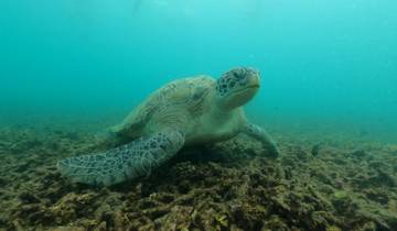 Sea turtle swimming underwater over a coral reef.