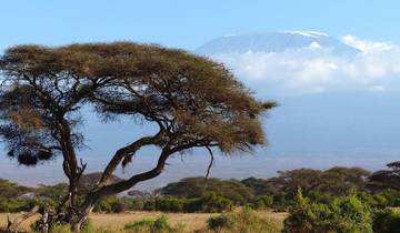 Tree in the foreground with Mount Kilimanjaro in the background.