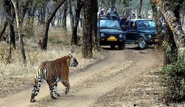 Tiger crossing a dirt path while tourists watch from vehicles.