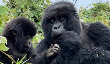 Two gorillas sitting among greenery.