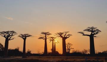 Baobab trees silhouetted against a sunset.