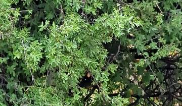 Lion resting under a bush.