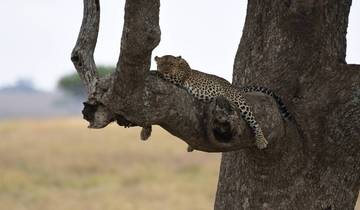 A leopard resting on a tree branch in the savannah.